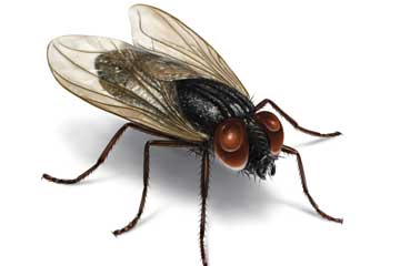 Sinek & Sivrisinek İlaçlama