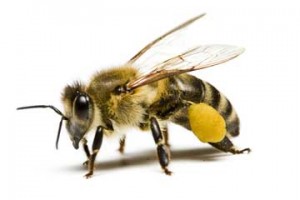 Arı & Yaban Arısı İlaçlama İstanbul