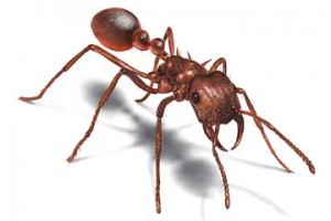 Karınca İlaçlama İstanbul