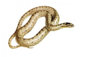 Yılan İlaçlama İstanbul